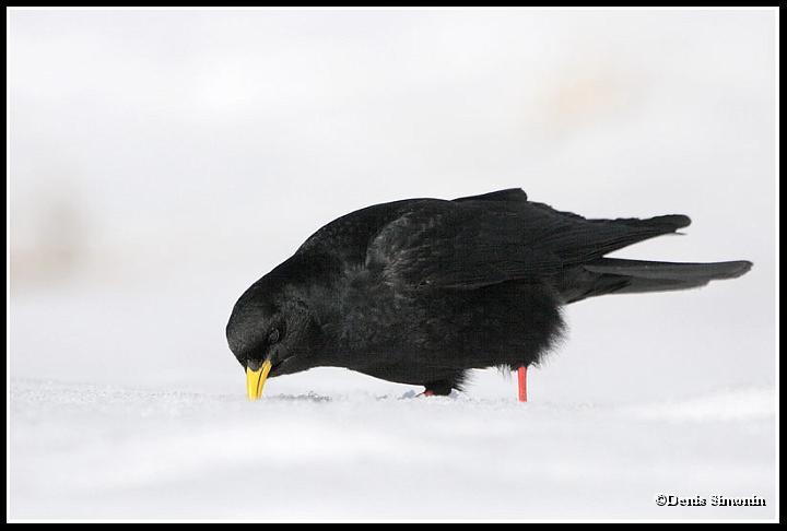 chocard à bec jaune sur la neige